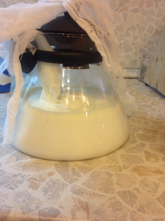 Tibetansk kefir sopp