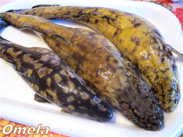 Burbot trong kem chua