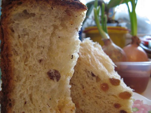 Calvel panettone