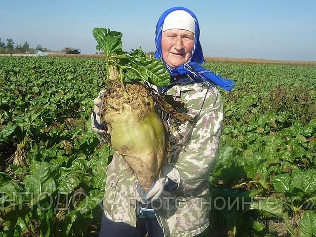 Smūtija saules augļi