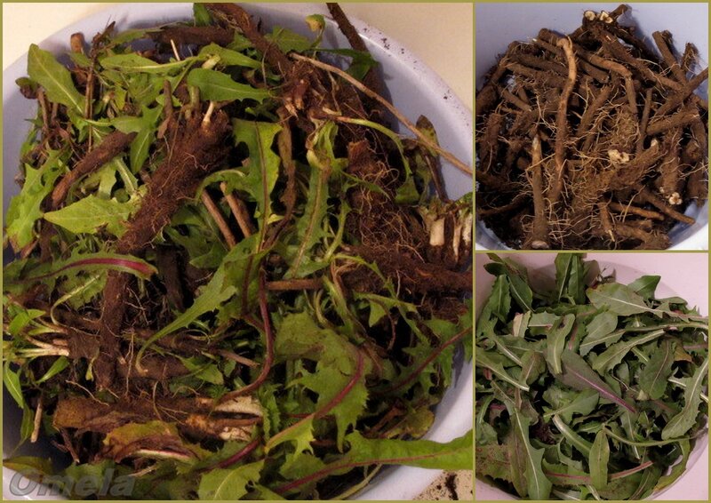 Chicory medicinal drink (harvesting roots)