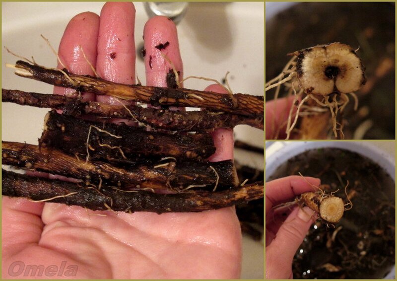 Chicory medicinal drink (harvesting roots)