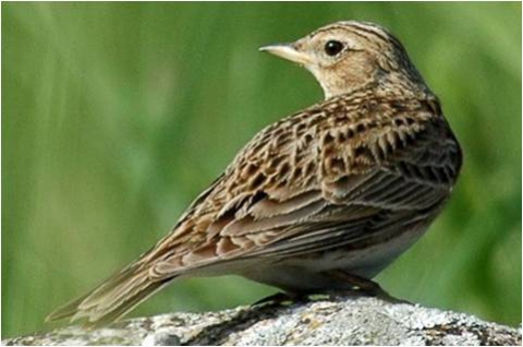 Leipziger Lerchen - Leipzig Larks