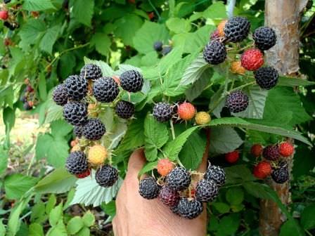 Jam od jemaliny