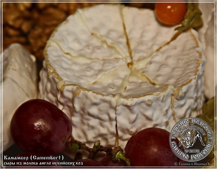 Camembert siers no kazas piena