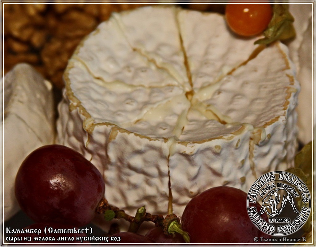 Camembert siers no kazas piena