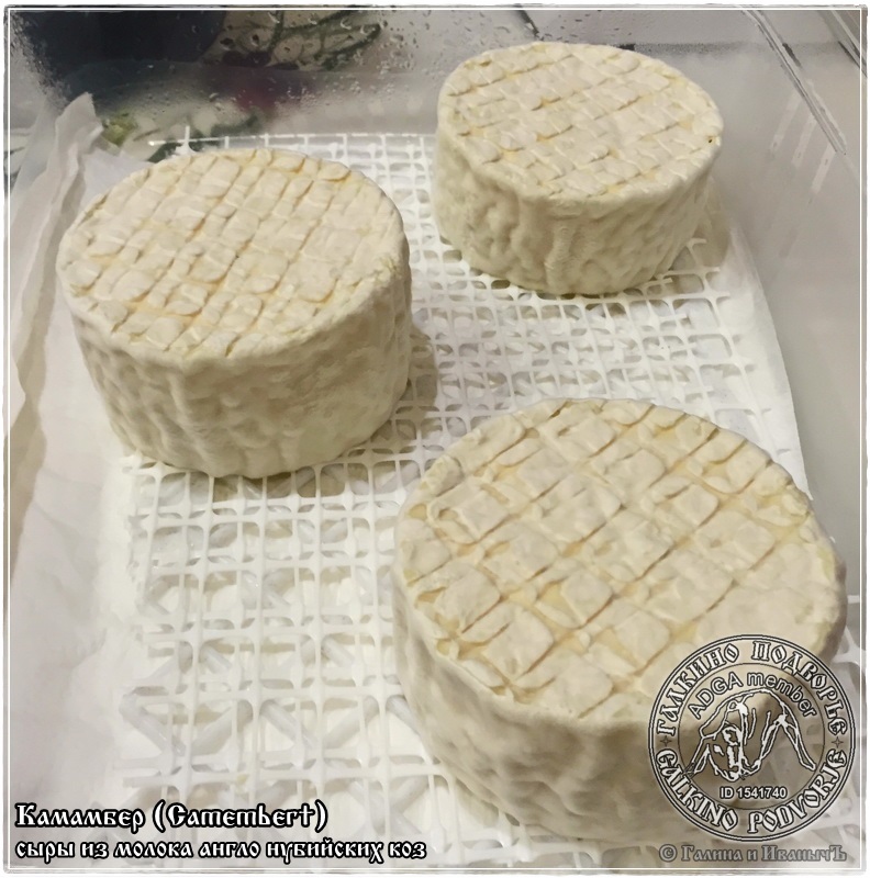 Camembert siers no kazas piena