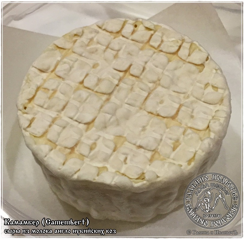 Camembert siers no kazas piena