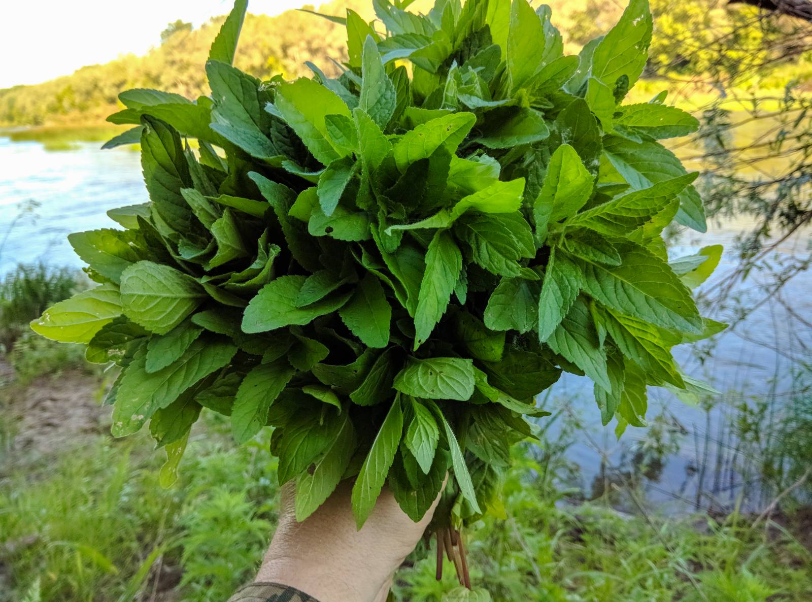 Fermentēta tējas maisījuma piparmētru un alksņu oāze