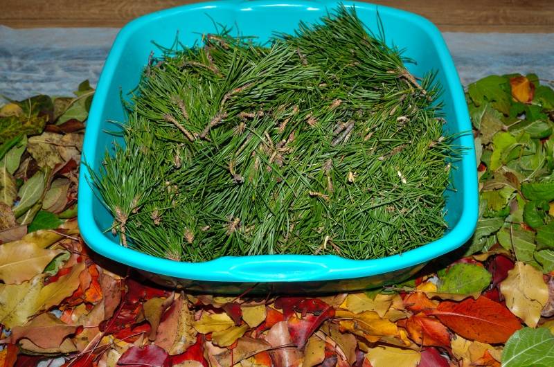 Fermented tea made from leaves of garden and wild plants (master class)