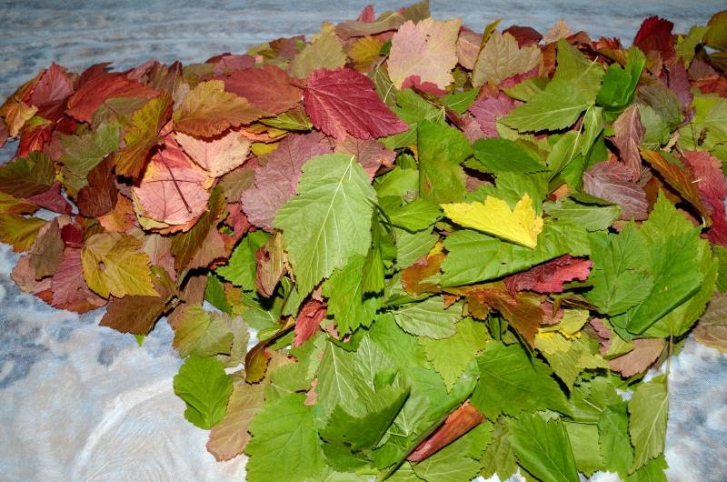 Fermented tea made from leaves of garden and wild plants (master class)