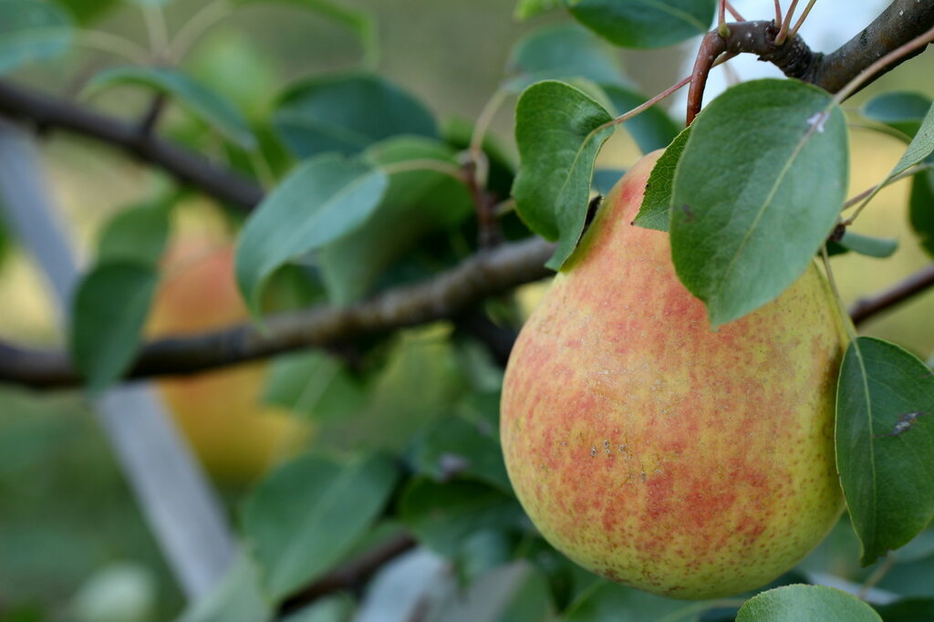 Jam from pears and coffee